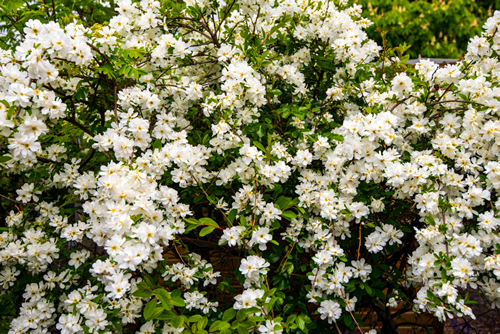 The beautiful white and yellow floral display of the large shrub called 'The Bride' - Exochorda Macrantha